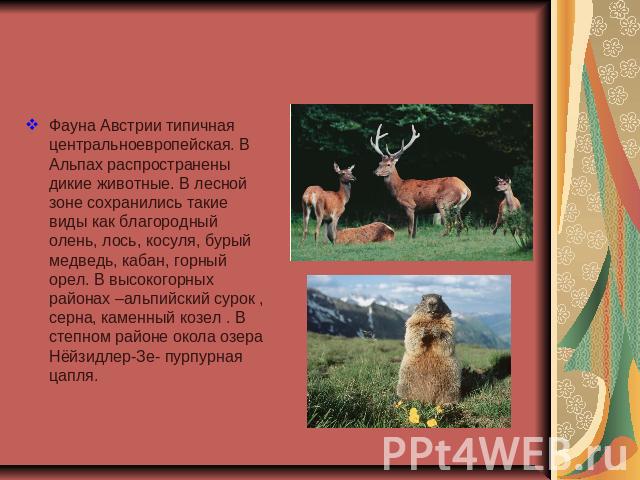 Фауна Австрии типичная центральноевропейская. В Альпах распространены дикие животные. В лесной зоне сохранились такие виды как благородный олень, лось, косуля, бурый медведь, кабан, горный орел. В высокогорных районах –альпийский сурок , серна, каме…