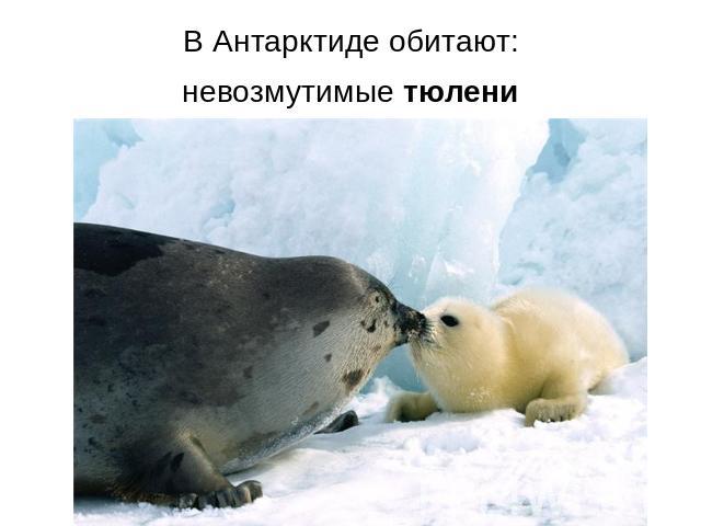 В Антарктиде обитают:невозмутимые тюлени