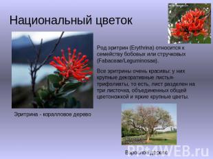 Национальный цветок Род эритрин (Erythrina) относится к семейству бобовых или ст