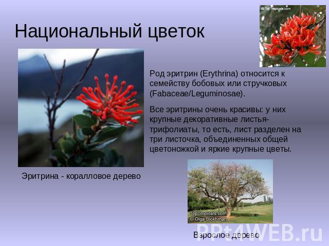 Национальный цветок Род эритрин (Erythrina) относится к семейству бобовых или стручковых (Fabaceae/Leguminosae). Все эритрины очень красивы: у них крупные декоративные листья-трифолиаты, то есть, лист разделен на три листочка, объединенных общей цве…