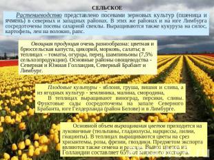 СЕЛЬСКОЕ ХОЗЯЙСТВО: Растениеводство представлено посевами зерновых культур (пшен