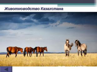 Животноводство Казахстана