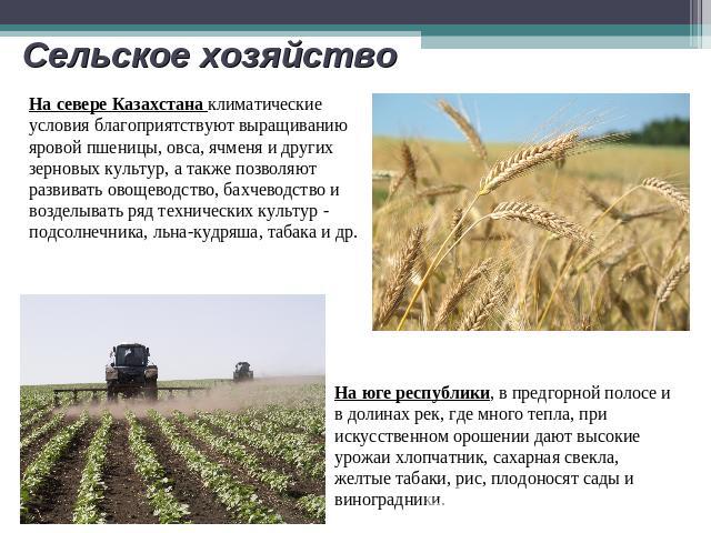 Сельское хозяйство На севере Казахстана климатические условия благоприятствуют выращиванию яровой пшеницы, овса, ячменя и других зерновых культур, а также позволяют развивать овощеводство, бахчеводство и возделывать ряд технических культур - подсолн…