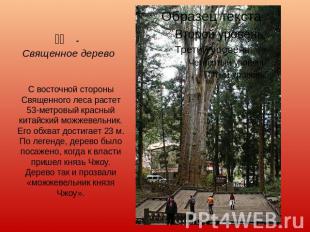 神木 - Священное дерево С восточной стороны Священного леса растет 53-метровый к