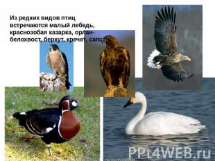 Из редких видов птиц встречаются малый лебедь, краснозобая казарка, орлан-белохв