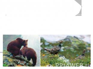 Фауна Тебердинский заповедник играет важную роль в сохранении зоокомплексов Запа