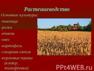 Растениеводство Основные культуры:-пшеница-рожь-ячмень-овес-картофель-сахарная с