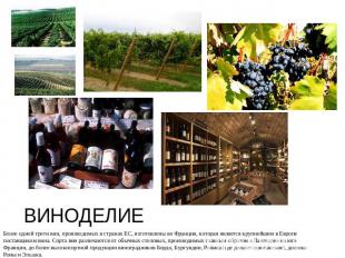 ВИНОДЕЛИЕ Более одной трети вин, производимых в странах ЕС, изготовлены во Франц