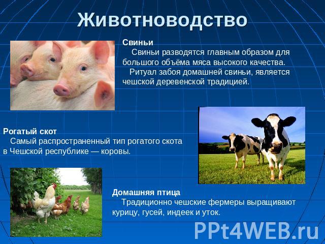 Животноводство Свиньи Свиньи разводятся главным образом для большого объёма мяса высокого качества. Ритуал забоя домашней свиньи, является чешской деревенской традицией. Рогатый скот Самый распространенный тип рогатого скота в Чешской республике — к…