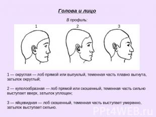 Голова и лицоВ профиль: 1 — округлая — лоб прямой или выпуклый, теменная часть п