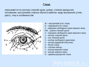 Глаза описываются по контуру глазной щели, длине, степени раскрытия, положению,
