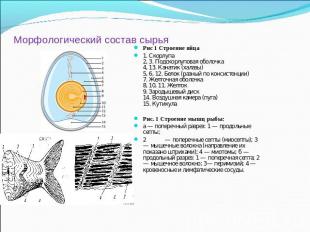 Морфологический состав сырья Рис 1 Строение яйца1. Скорлупа2, 3. Подскорлуповая