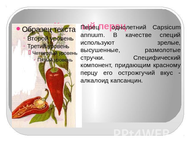 Красный перец Перец однолетний Capsicum annuum. В качестве специй используют зрелые, высушенные, размолотые стручки. Специфический компонент, придающим красному перцу его острожгучий вкус - алкалоид капсанцин.