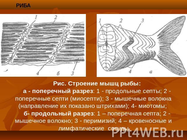 Рис. Строение мышц рыбы:а - поперечный разрез: 1 - продольные септы; 2 - поперечные септи (миосепти); 3 - мышечные волокна (направление их показано штрихами); 4- миотомы; б- продольный разрез: 1 – поперечная септа; 2 - мышечное волокно; 3 - перимизи…