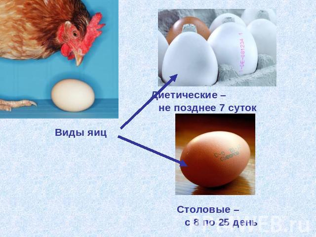 Виды яиц Диетические – не позднее 7 суток Столовые – с 8 по 25 день
