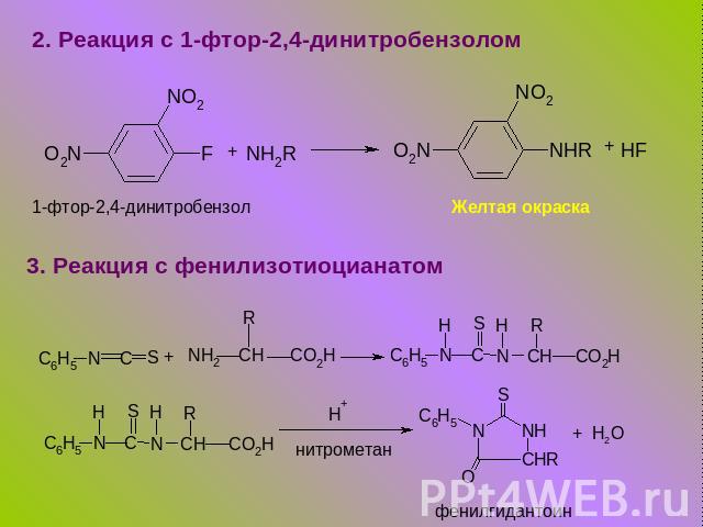 2. Реакция с 1-фтор-2,4-динитробензолом 1-фтор-2,4-динитробензол Желтая окраска 3. Реакция с фенилизотиоцианатом фенилгидантоин