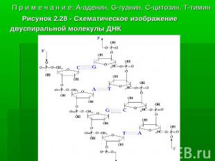  П р и м е ч а н и е: A-аденин, G-гуанин, C-цитозин, T-тимин           Рисунок 2
