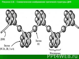 Рисунок 2.31 – Схематическое изображение третичной структуры ДНК