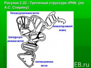 Рисунок 2.32 - Третичная структура тРНК  (по А.С. Спирину)
