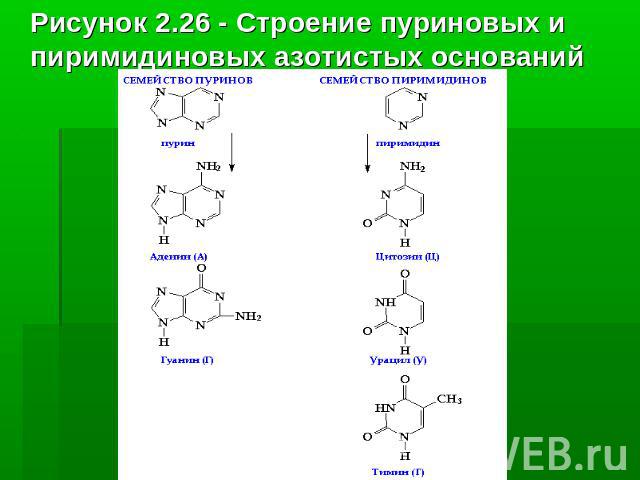 Рисунок 2.26 - Строение пуриновых и пиримидиновых азотистых оснований