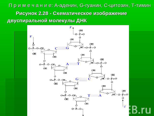  П р и м е ч а н и е: A-аденин, G-гуанин, C-цитозин, T-тимин           Рисунок 2.28 - Схематическое изображение двуспиральной молекулы ДНК