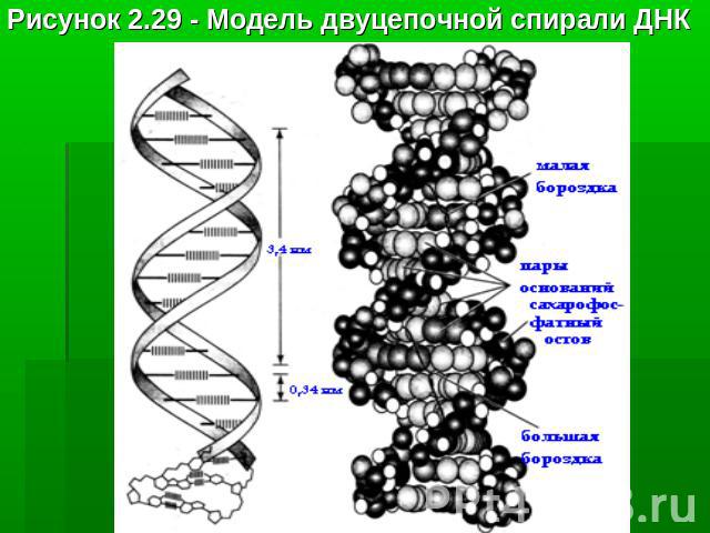 Рисунок 2.29 - Модель двуцепочной спирали ДНК