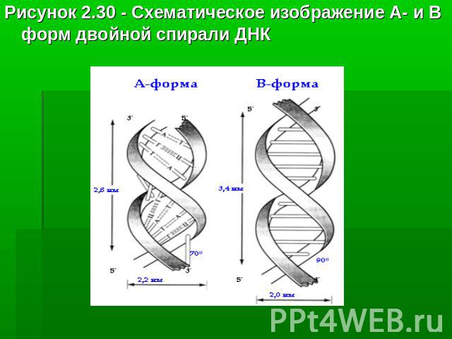 Рисунок 2.30 - Схематическое изображение А- и В форм двойной спирали ДНК