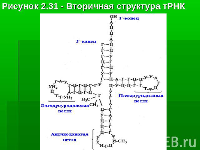 Рисунок 2.31 - Вторичная структура тРНК