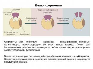 Белки-ферменты Ферменты (лат. fermentum — закваска) — специфические белковые кат