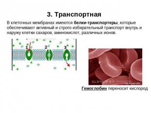 3. Транспортная В клеточных мембранах имеются белки-транспортеры, которые обеспе