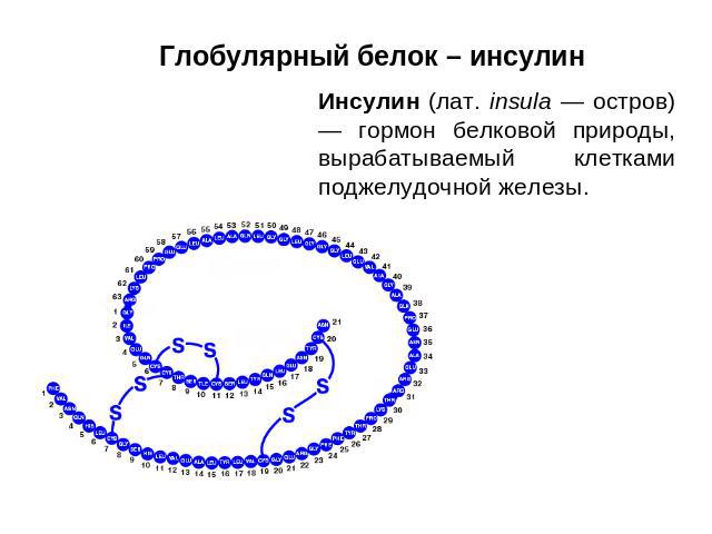 Глобулярный белок – инсулин Инсулин (лат. insula — остров) — гормон белковой природы, вырабатываемый клетками поджелудочной железы.