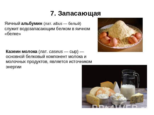 7. Запасающая Яичный альбумин (лат. albus — белый) служит водозапасающим белком в яичном «белке» Казеин молока (лат. caseus — сыр) —основной белковый компонент молока и молочных продуктов, является источником энергии