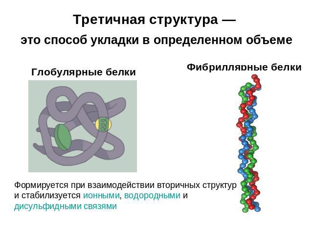 Третичная структура — это способ укладки в определенном объеме Глобулярные белки Фибриллярные белки Формируется при взаимодействии вторичных структур и стабилизуется ионными, водородными и дисульфидными связями
