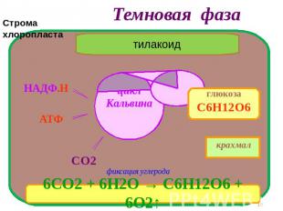 Темновая фаза тилакоид 6СО2 + 6Н2О → С6Н12О6 + 6О2↑ фиксация углерода глюкоза С6