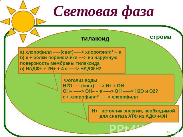 Световая фаза а) хлорофилл –––(свет)–––> хлорофилл* + eб) e + белки-переносчики ––> на наружную поверхность мембраны тилакоидав) НАДФ+ + 2H+ + 4 e –––> НАДФ·H2 Фотолиз водыH2O –––(свет)–––> H+ + OH–OH– –––> OH– – e –––> OH –––> H2O и O2?e + хлорофил…