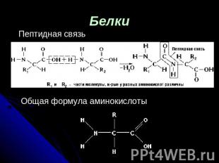 БелкиПептидная связь Общая формула аминокислоты