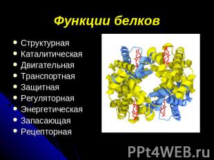 Функции белков СтруктурнаяКаталитическаяДвигательнаяТранспортнаяЗащитнаяРегулято
