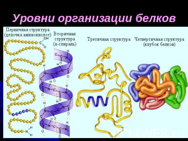 Уровни организации белков