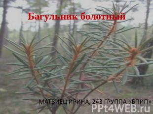 Багульник болотный Матвиец Ирина, 243 группа «Бпип»