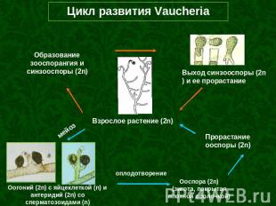 Цикл развития Vaucheria Образование зооспорангия и синзооспоры (2n) Выход синзоо