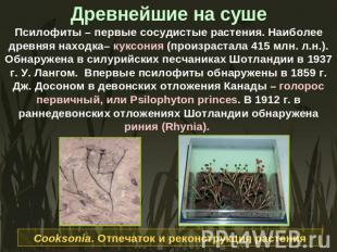 Древнейшие на суше Псилофиты – первые сосудистые растения. Наиболее древняя нахо