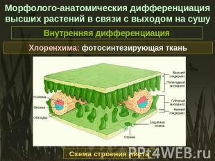 Морфолого-анатомическия дифференциация высших растений в связи с выходом на сушу