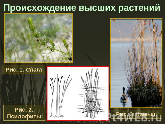 Происхождение высших растений Рис. 1. Chara Рис. 2. Псилофиты Рис. 3. Камыш