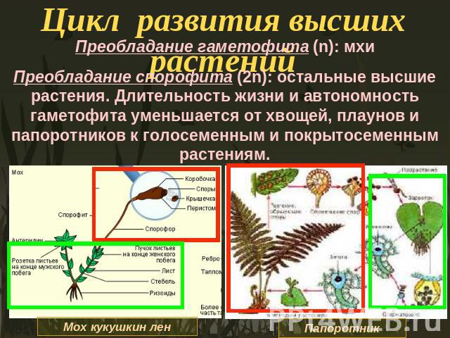 Цикл развития высших растений Преобладание гаметофита (n): мхиПреобладание спорофита (2n): остальные высшие растения. Длительность жизни и автономность гаметофита уменьшается от хвощей, плаунов и папоротников к голосеменным и покрытосеменным растени…