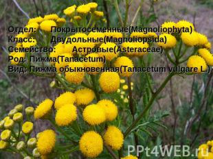 Отдел:Покрытосеменные(Magnoliophyta)Класс:Двудольные(Magnoliopsida)Семейство:Аст