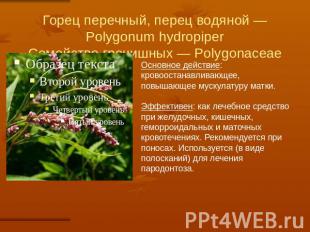 Горец перечный, перец водяной — Polygonum hydropiperСемейство гречишных — Polygo