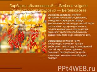 Барбарис обыкновенный — Berberis vulgarisСемейство барбарисовых — Berberidaceae