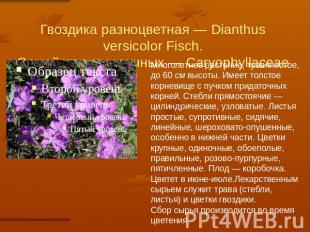 Гвоздика разноцветная — Dianthus versicolor Fisch.Семейство гвоздичных — Caryoph