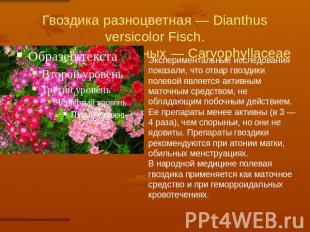Гвоздика разноцветная — Dianthus versicolor Fisch.Семейство гвоздичных — Caryoph