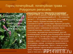 Горец почечуйный, почечуйная трава — Polygonum persicaria. Семейство гречишных —